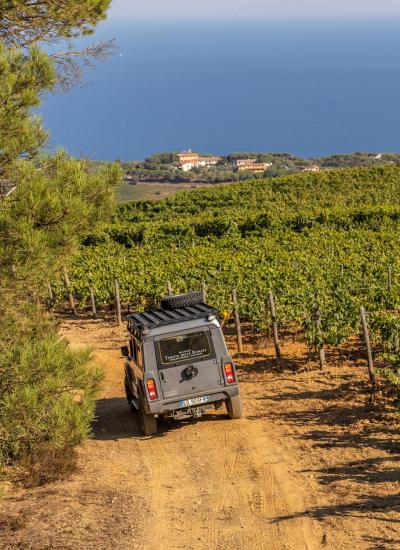 Off-road vehicle in vineyard with sea view.