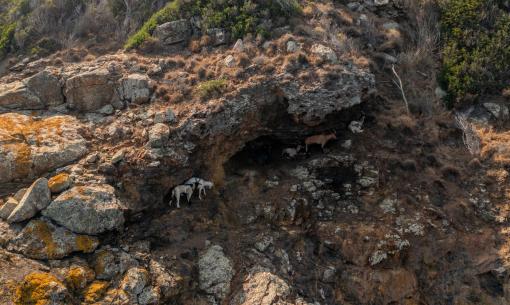 Capre riparate in una grotta su una scogliera rocciosa.