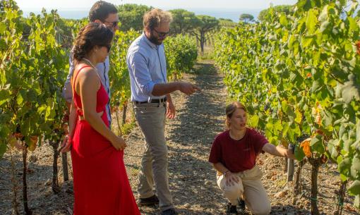 Persone osservano le viti in un vigneto soleggiato.