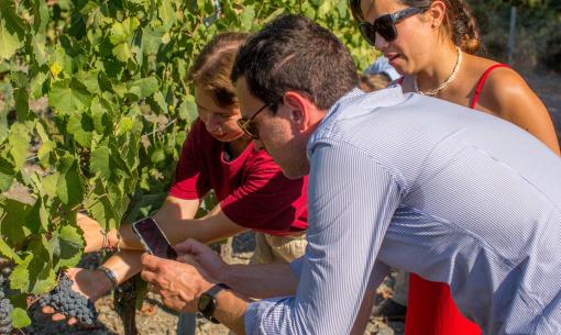 Persone osservano e fotografano grappoli d'uva in un vigneto.