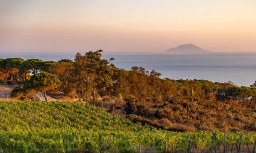 Vigneto al tramonto con vista sull'isola lontana.